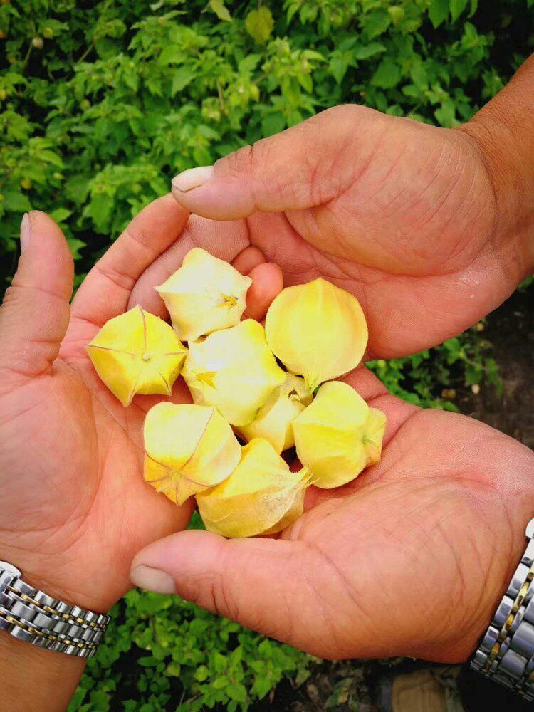 姑娘东北黑龙江特产新鲜水果甜菇娘果黄菇茑灯笼果其它