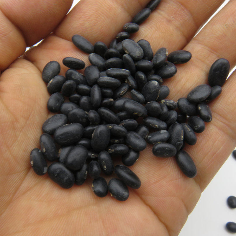 发黑小黑豆豆芽豆苗专用家庭芽苗菜种子黄心肾形老家庭园艺种子