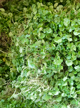 新鲜现采正宗小叶金钱草茶小中药材