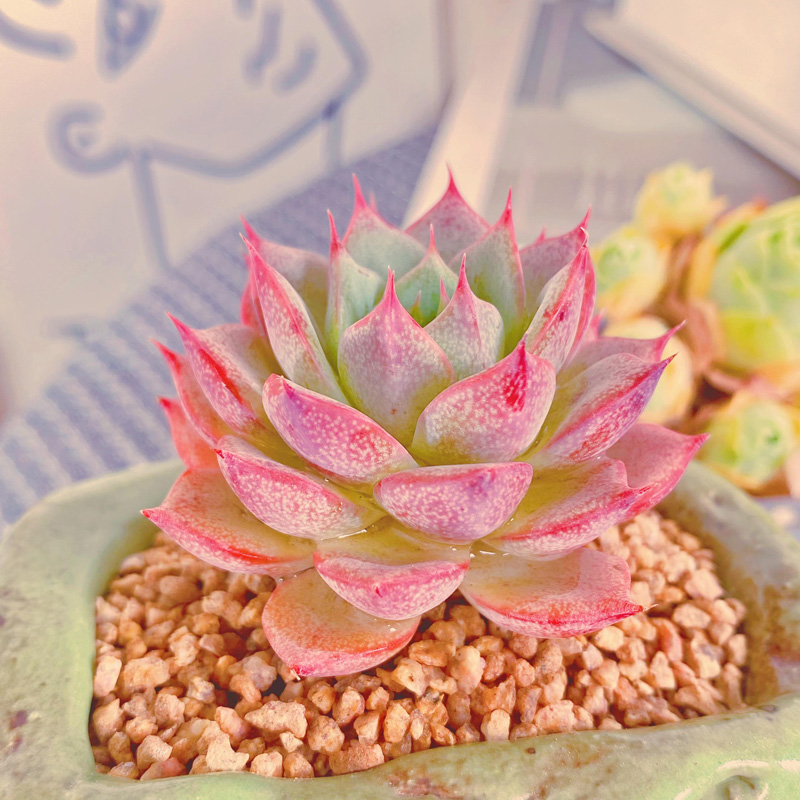 盆栽植物林杰安娜新品货多肉肉花卉绿植办公多肉植物