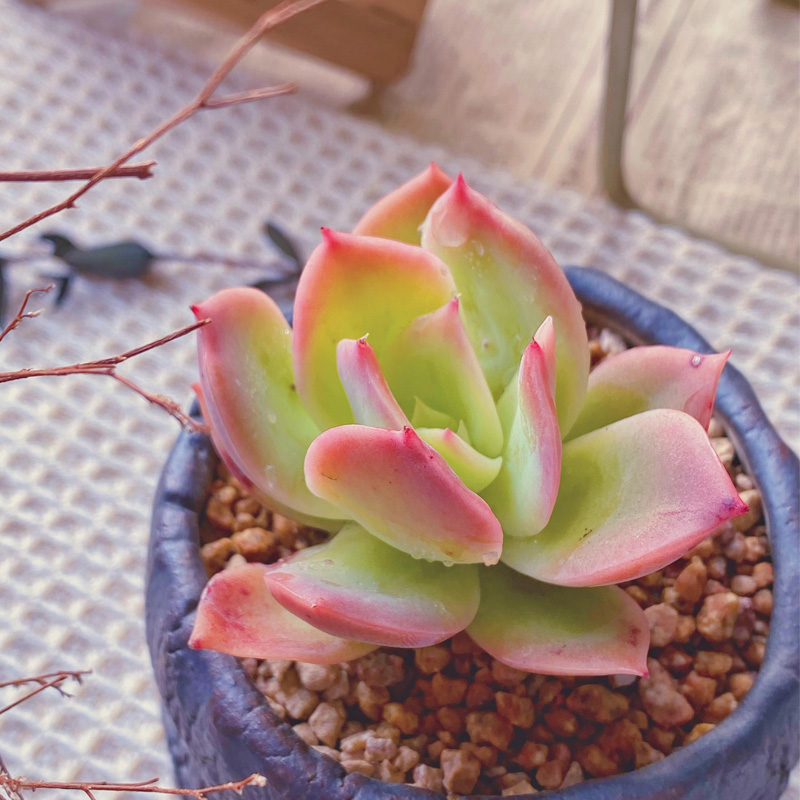 金辉乔伊乔一精品控养多肉植物状态萌肉室内多肉植物