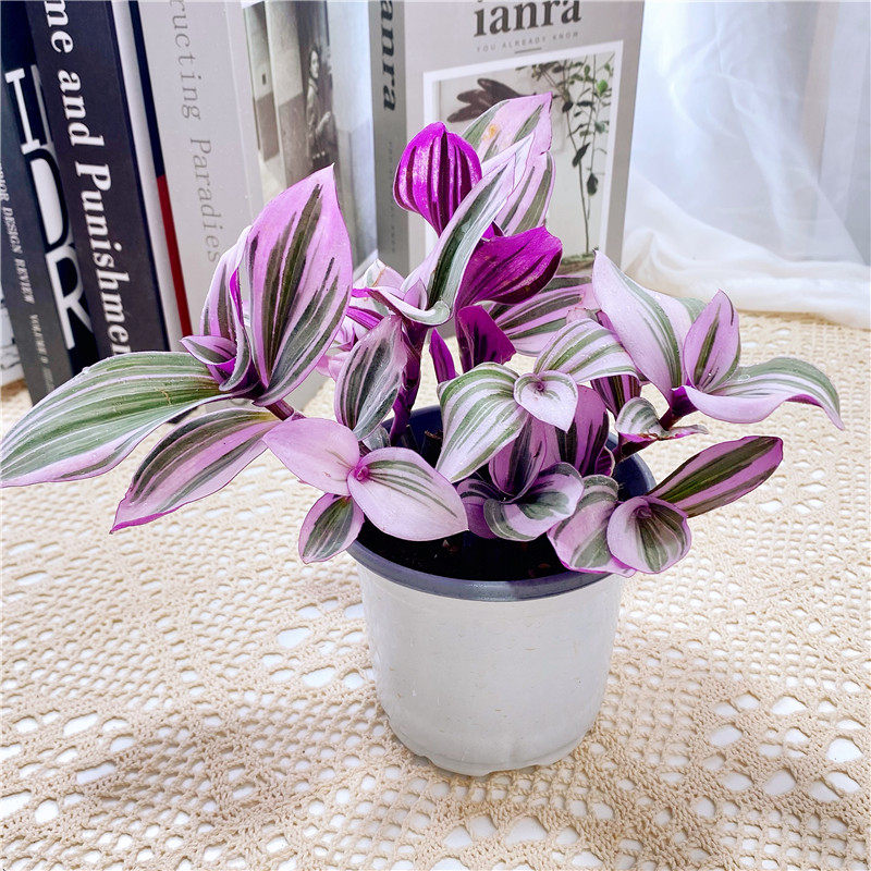 水养油画婚礼吊兰锦盆栽花卉绿植