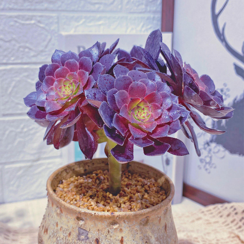 铜壶法师多肉植物超大清仓老桩手捧群多头组合多肉植物