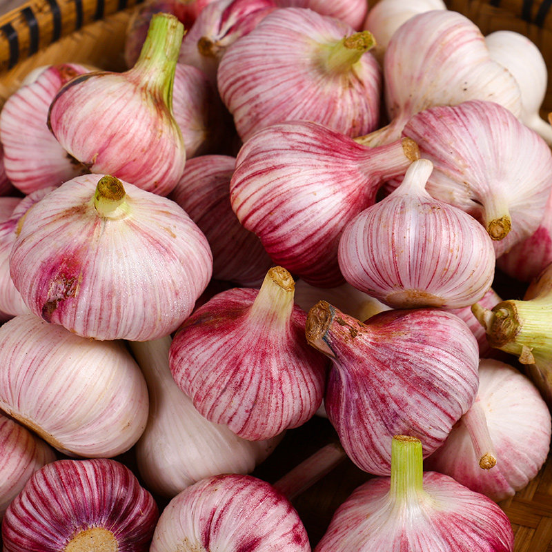 云南大理紫皮红蒜剁蒜蓉 新鲜大蒜头糖醋鲜蒜头现挖5斤腊八蒜湿蒜