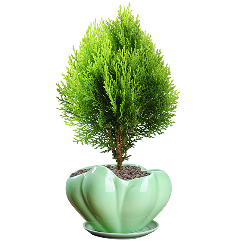 绿植黄金盆栽室内去甲甲醛柏树盆景四季常青绿植