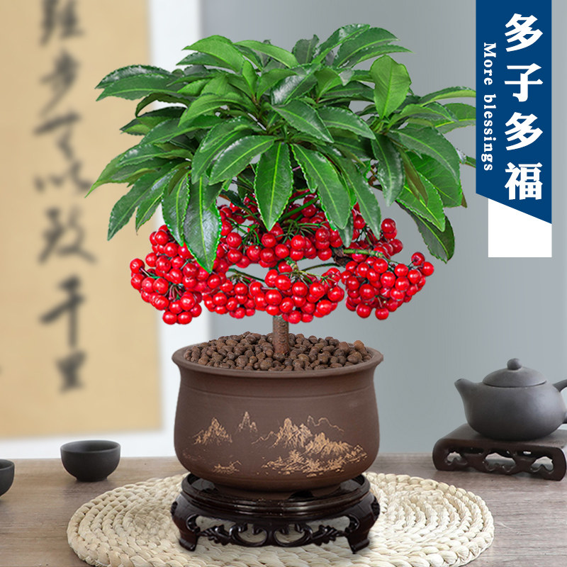 富贵招财好养办公金玉满堂万两黄金花黄室内植物绿植