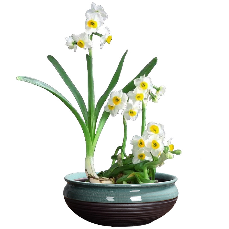 漳州水仙花种球盆栽种子水培水养植物室内花卉冬季开花大球根绿植