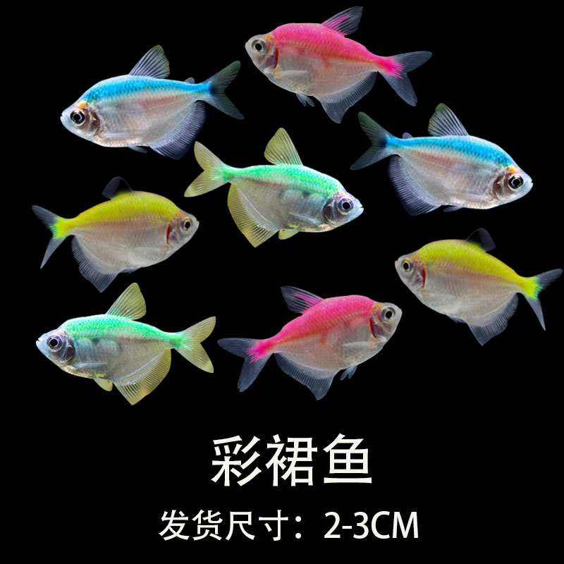 彩裙鱼七彩裙鱼观赏鱼活体淡水小型热带鱼群游孔雀鱼金鱼好养草缸
