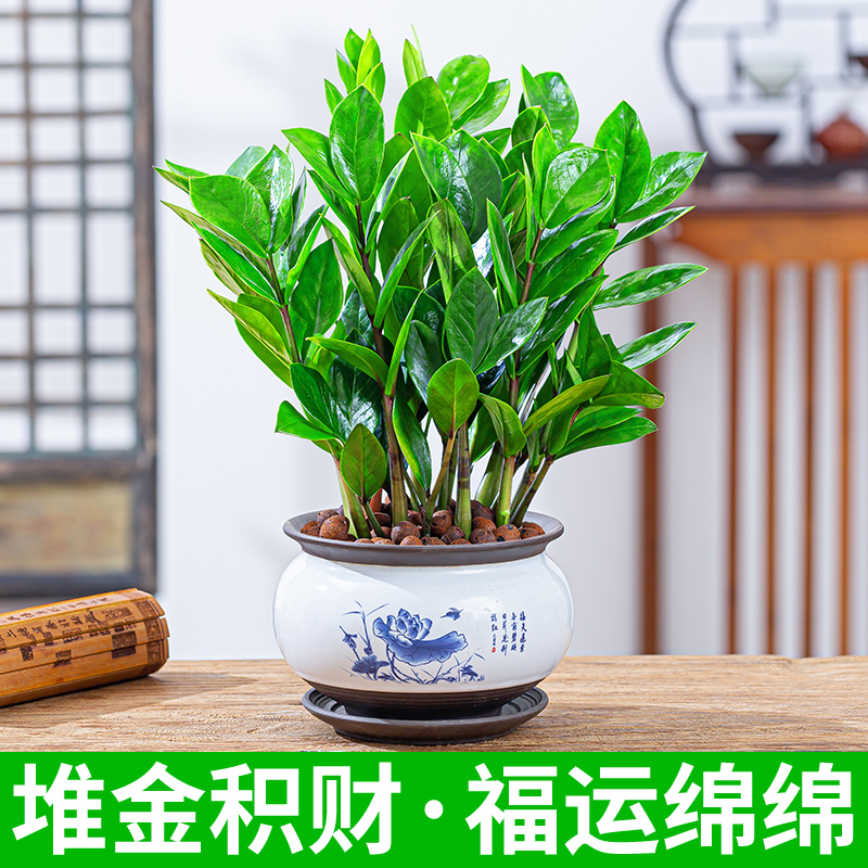 金钱树客厅花卉送礼大棵绿植桌面办公室室内植物绿植