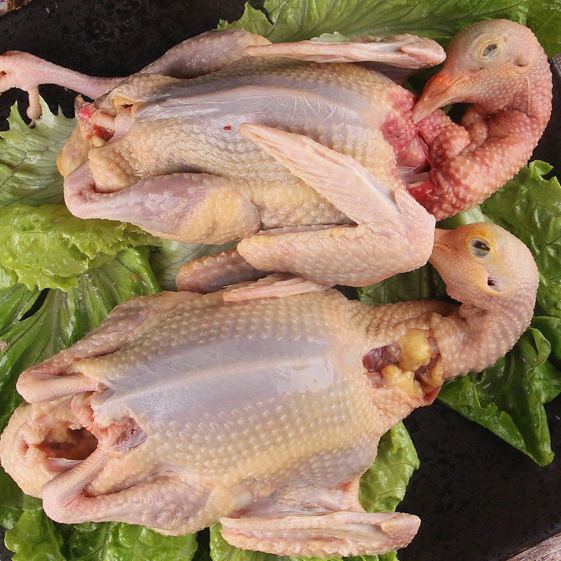 斗牛哥鸽子新鲜散养老鸽土鸽子3只装三年老鸽子肉煲汤乳鸽肉现杀
