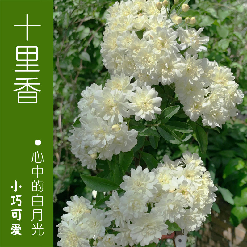 木香花苗四季红木爬藤植物甜蜜白黄盆栽特大时令草本花卉