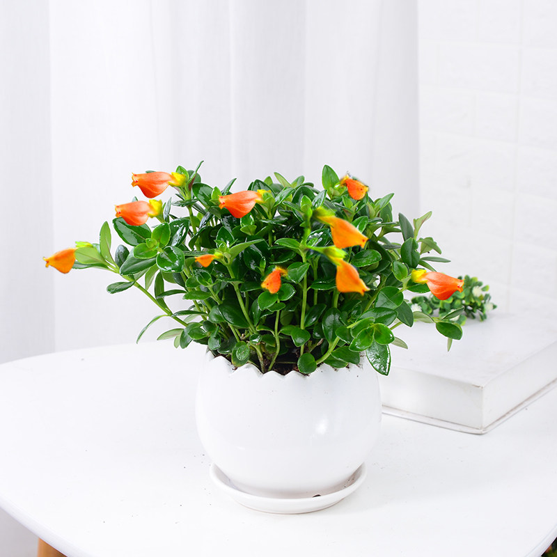 金鱼花小盆花卉金鱼草植物常青四季盆景桌面办公室时令草本花卉
