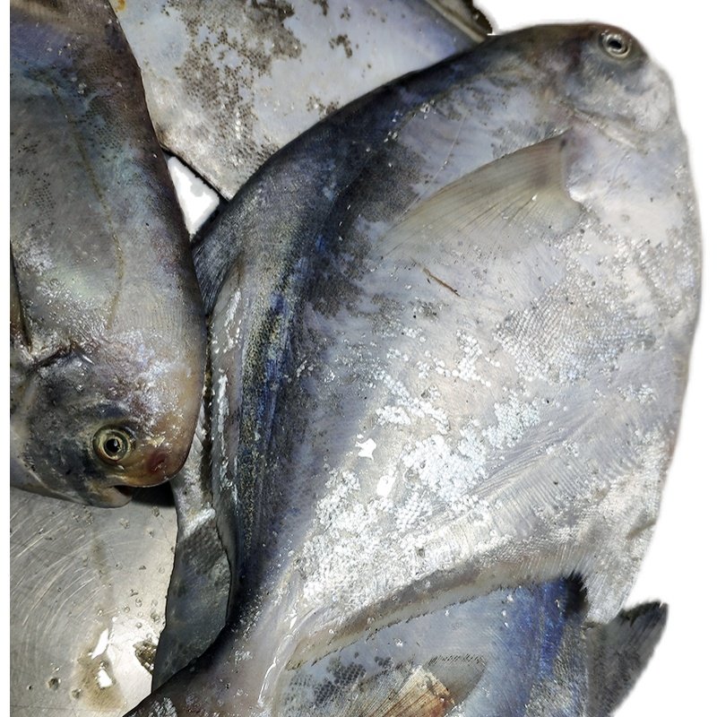 鲳鱼新鲜2条鲳扁白鲳鱼昌鱼鱼肉鲜活平鱼野生鲳鱼