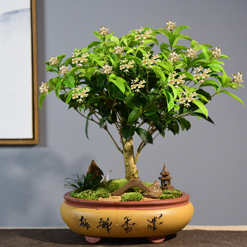 盆栽老桩桂花盆景室内好养绿植浓香开花不断花卉