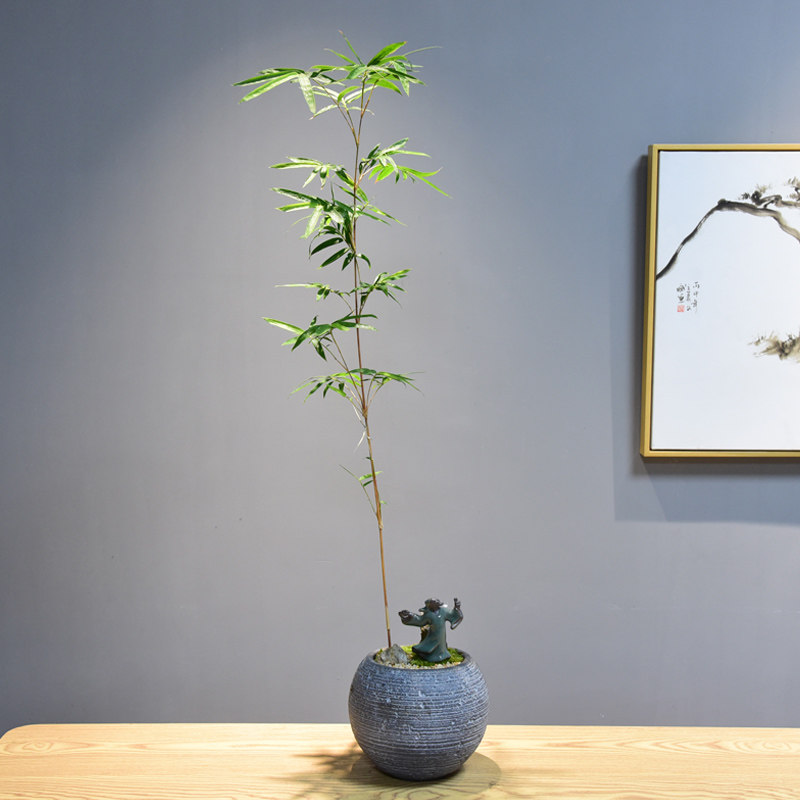 红运盆景日本红竹室内竹子盆栽办公客厅绿植绿植