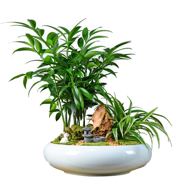 竹柏平安竹子盆栽植物客厅办公办公室室内桌面绿植