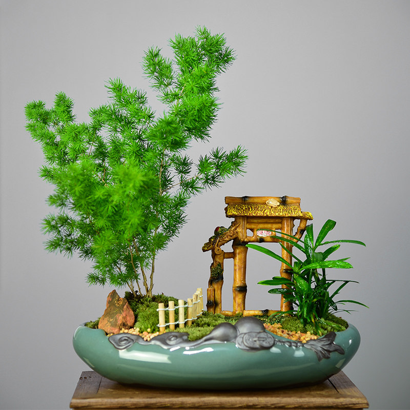 蓬莱盆栽室内客厅盆景办公室桌面防辐射植物四季绿植