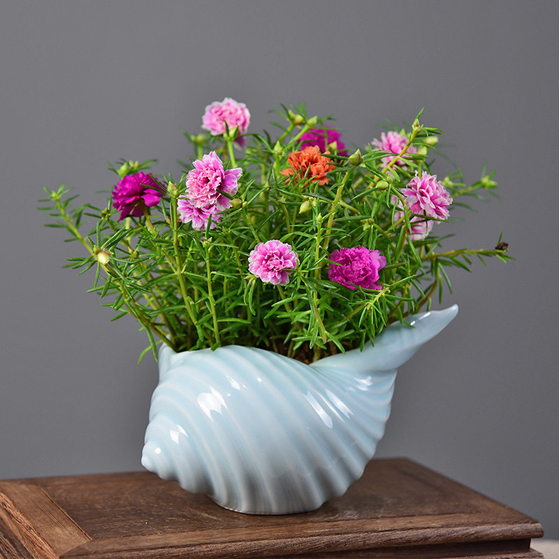 太阳花盆栽混色重观花庭院阳台植物桌面花卉净化空气时令草本花卉