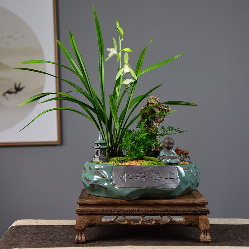 兰花盆栽素心盆景建兰花卉阳台客厅室内植物观花卉