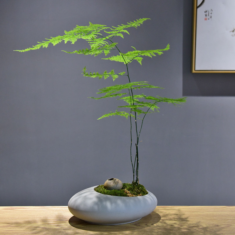 文竹盆景植物室内花好四季常青办公室禅意绿植绿植