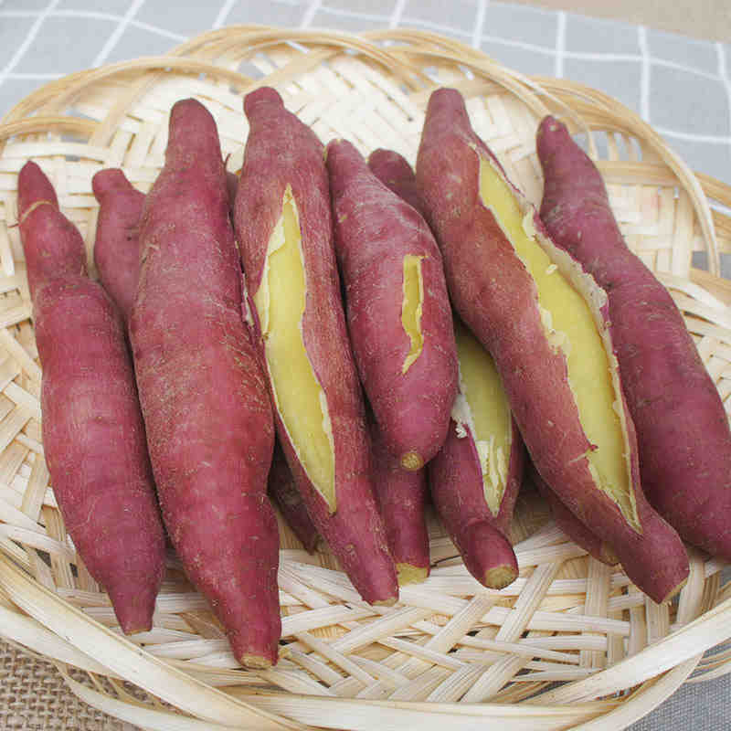 10斤陕西新鲜板栗黄心红薯