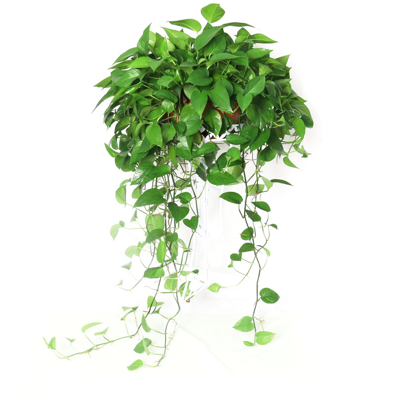 长藤大叶绿萝盆栽垂吊室内植物绿箩植物吸除甲醛绿植水培花卉吊兰