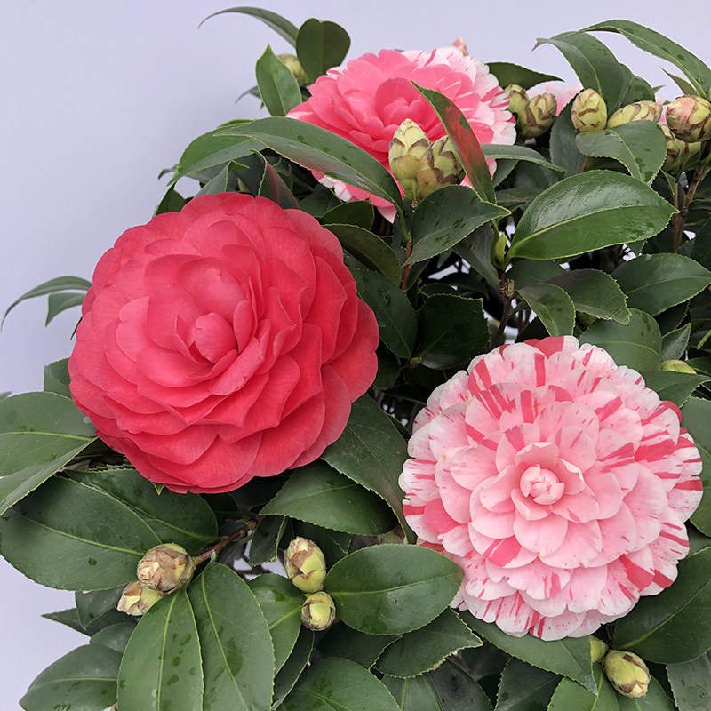 五色赤丹18十八学士茶花带花苞多色盆栽花卉阳台好养植物当年开花