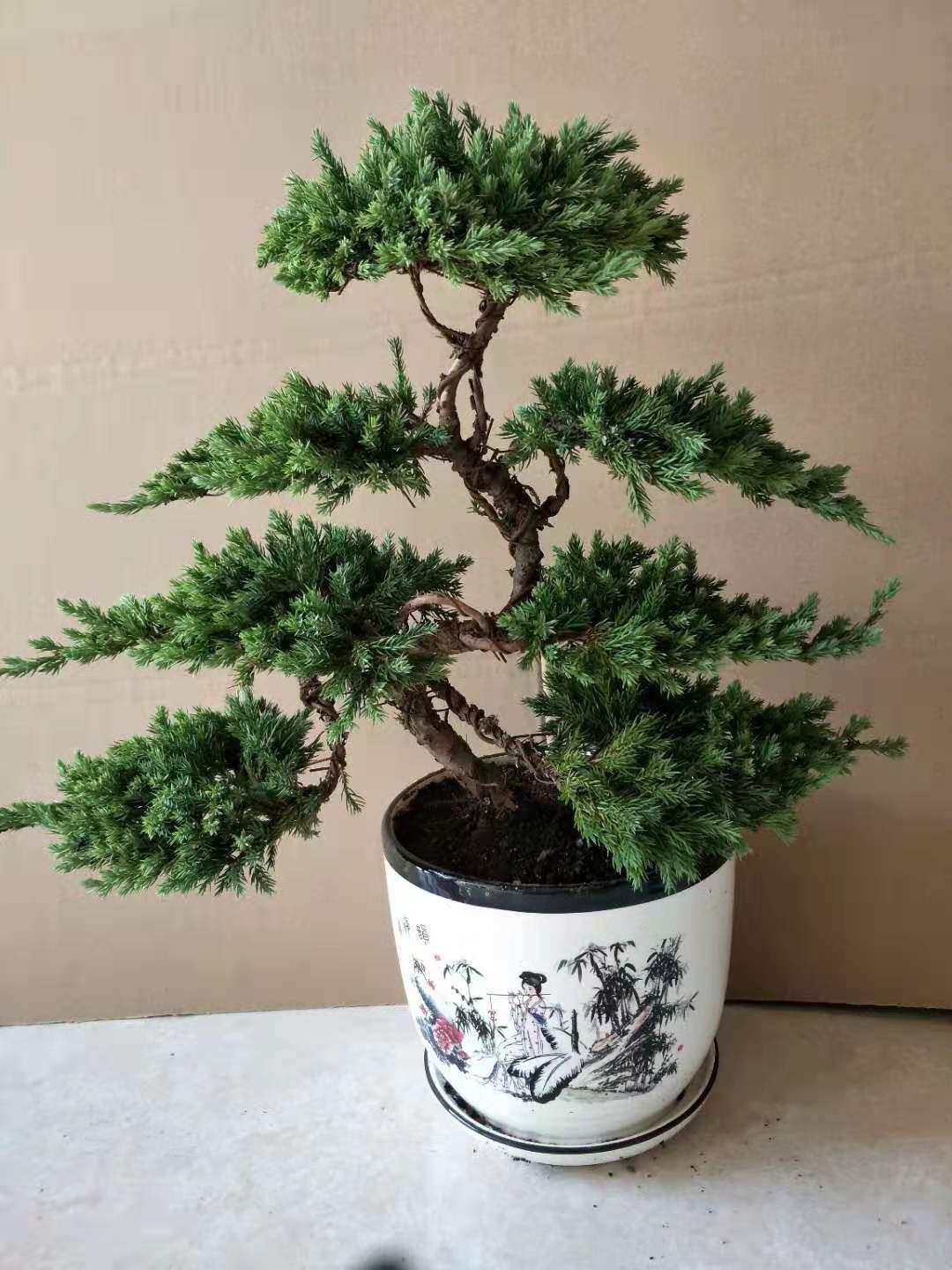盆景迎客松造型树地耐寒室内办公桌景观盆栽空气绿植
