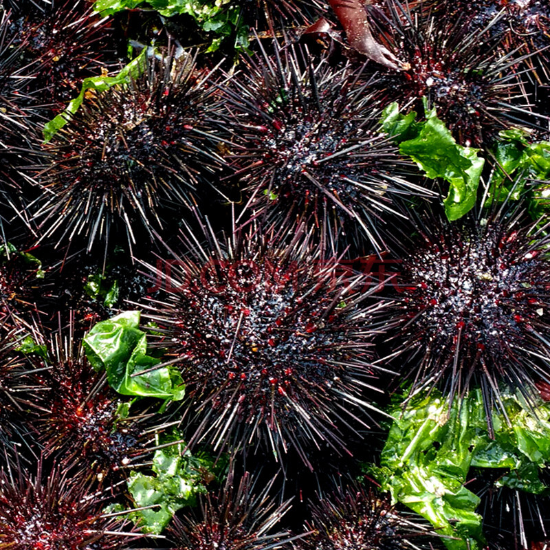 鲜活活的海胆刺身大个黄紫黑野生马粪新鲜即食海海胆