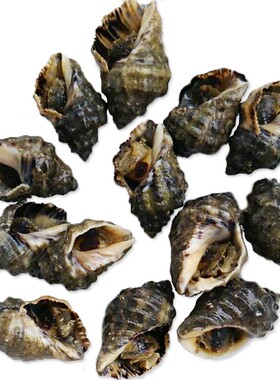 鲜活的苦螺辣螺新鲜小海螺小海鲜