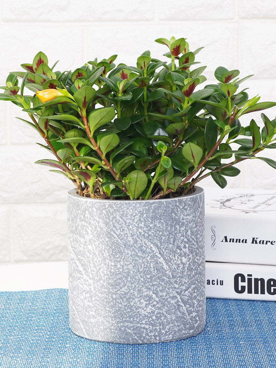 开花盆栽金鱼花鱼花吊兰植物室内四季净化空气花卉绿植