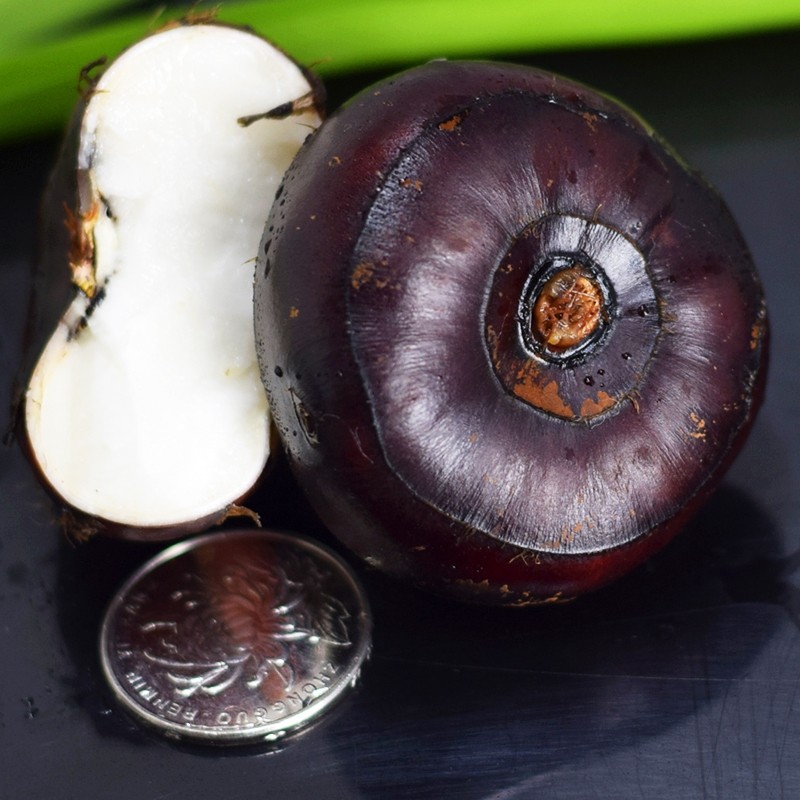 马蹄广西荔浦荸荠10斤新鲜大果红皮孛荠农家荸荠