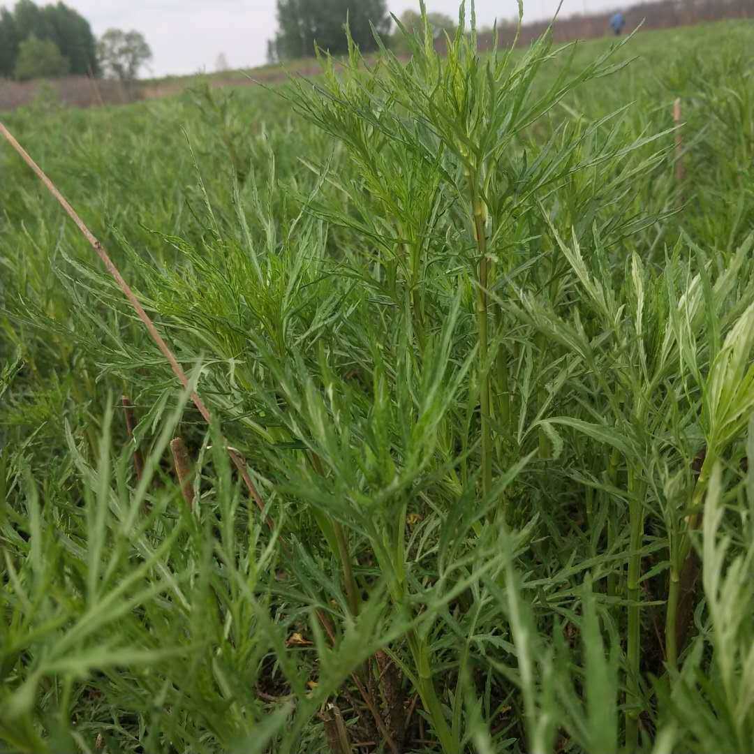 东北冷冻柳蒿新鲜水蒿酱菜保温箱加发货净重其它