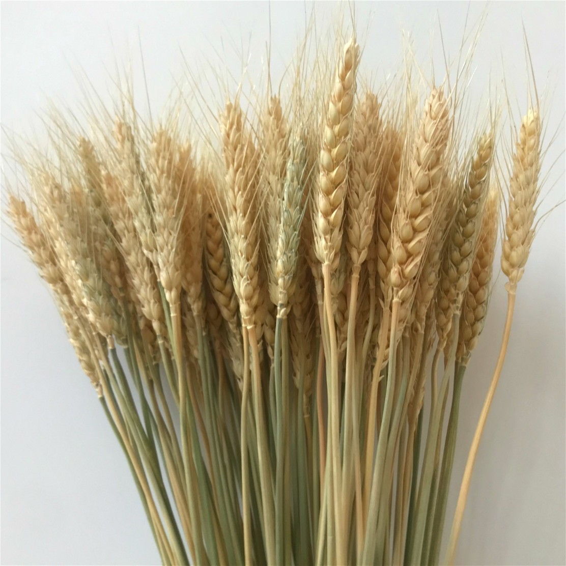 天然麦穗干花花束开业家居摆设大麦插花摆件干花