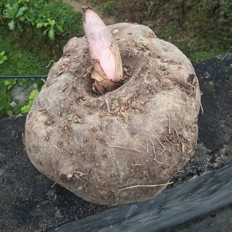新鲜现挖魔芋生魔芋头魔芋豆腐原材料农村湿魔芋五斤带箱装