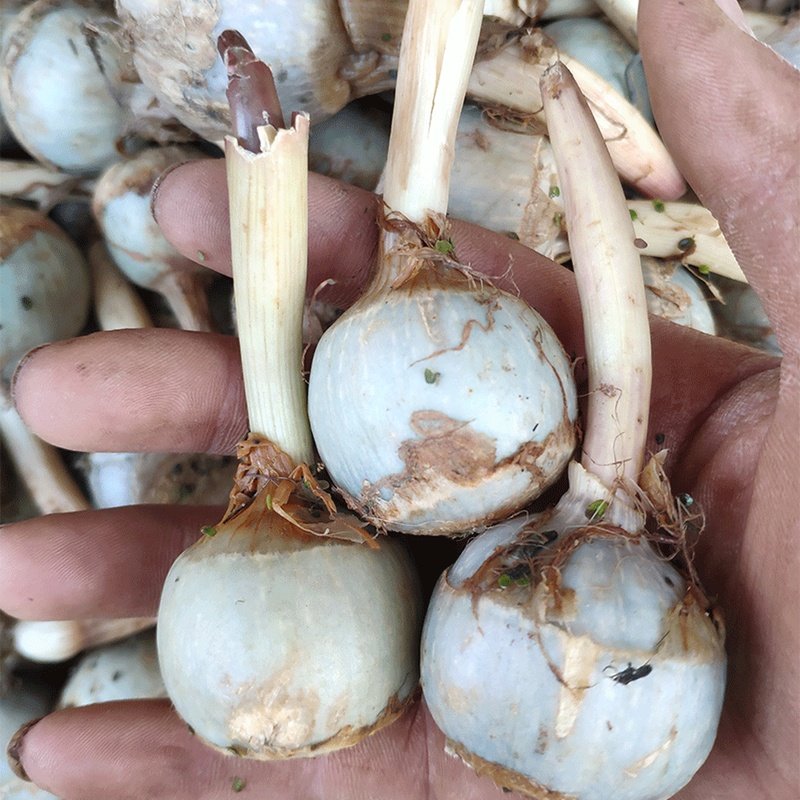 慈姑云南高原净重5斤包邮白慈菇新鲜慈菰茨姑其它