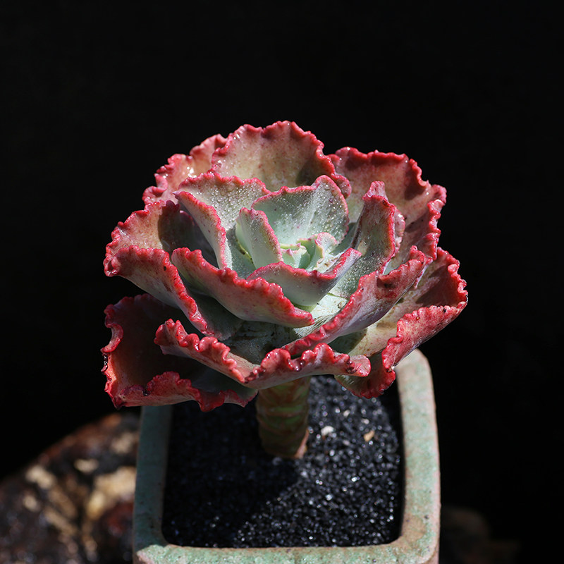 植物女王花笠包菜系多肉婚纱高砂之基地露养云南多肉植物