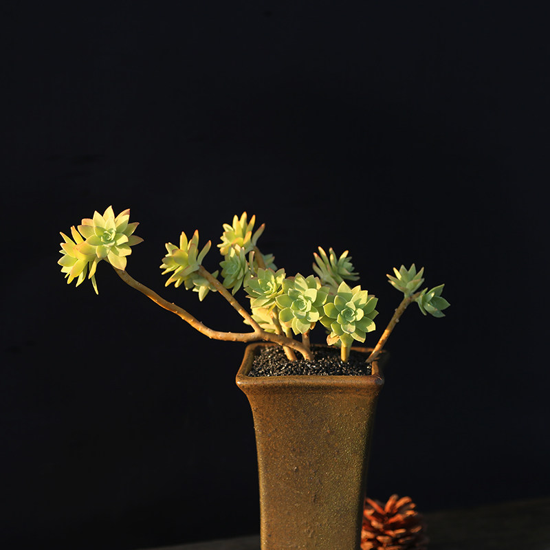 西童圆叶薄化妆三仙多肉植物意境造型老桩控养多肉植物