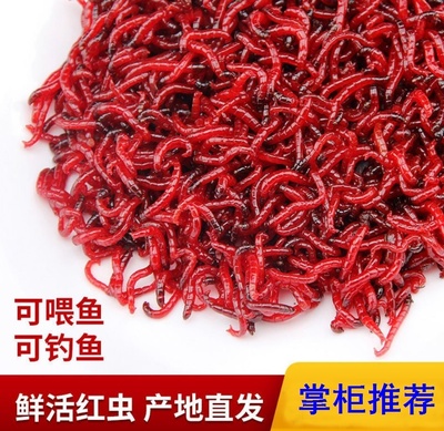 红虫鲜活特大号公虫活体活饵野钓拉饵鲫鱼钓鱼垂钓饵喂鱼观赏鱼食