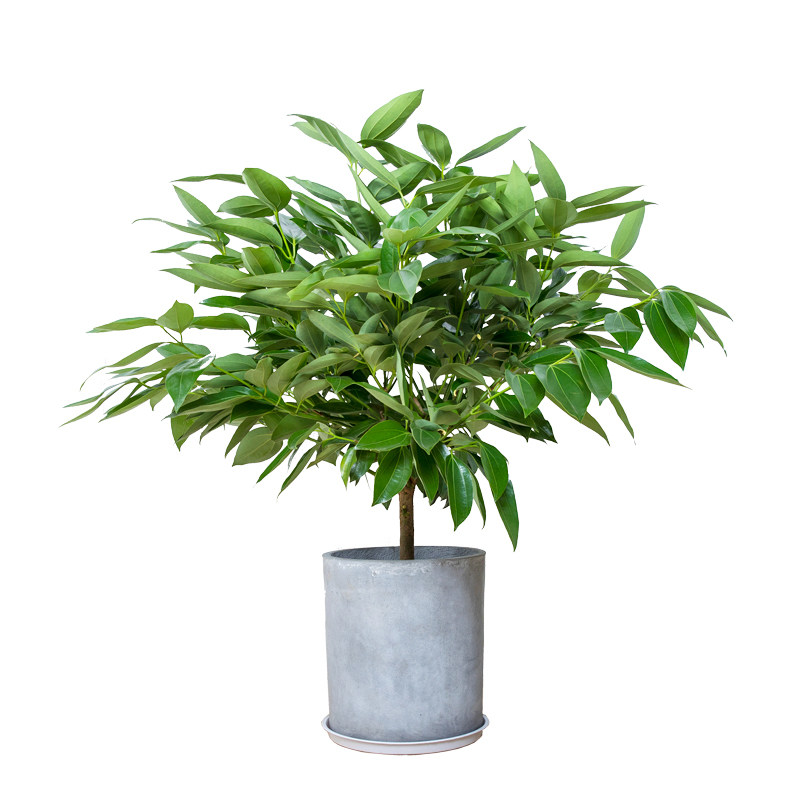 植物平安树盆栽肉桂室内客厅办公室甲醛净化空气大型大型绿植