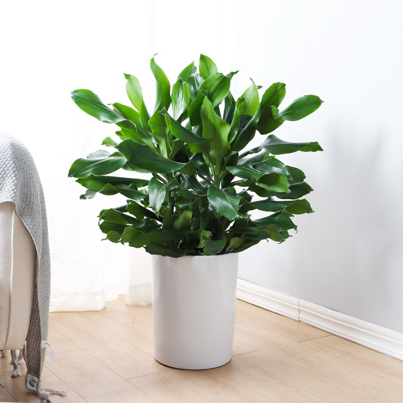 螺纹大型植物花卉盆栽客厅办公室室内净化空气四季大型绿植
