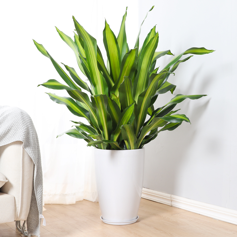 富贵叶金心也门铁盆栽室内办公室大型植物耐阴吸甲醛净化空气绿植