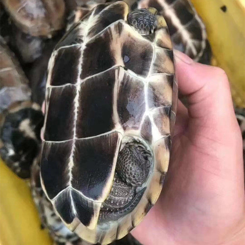 草龟食用中华煲汤观赏成年外塘冷水种龟下蛋龟
