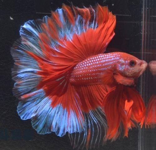 泰国斗鱼活体马尾狮王大耳朵半月将军糖果母鱼鱼