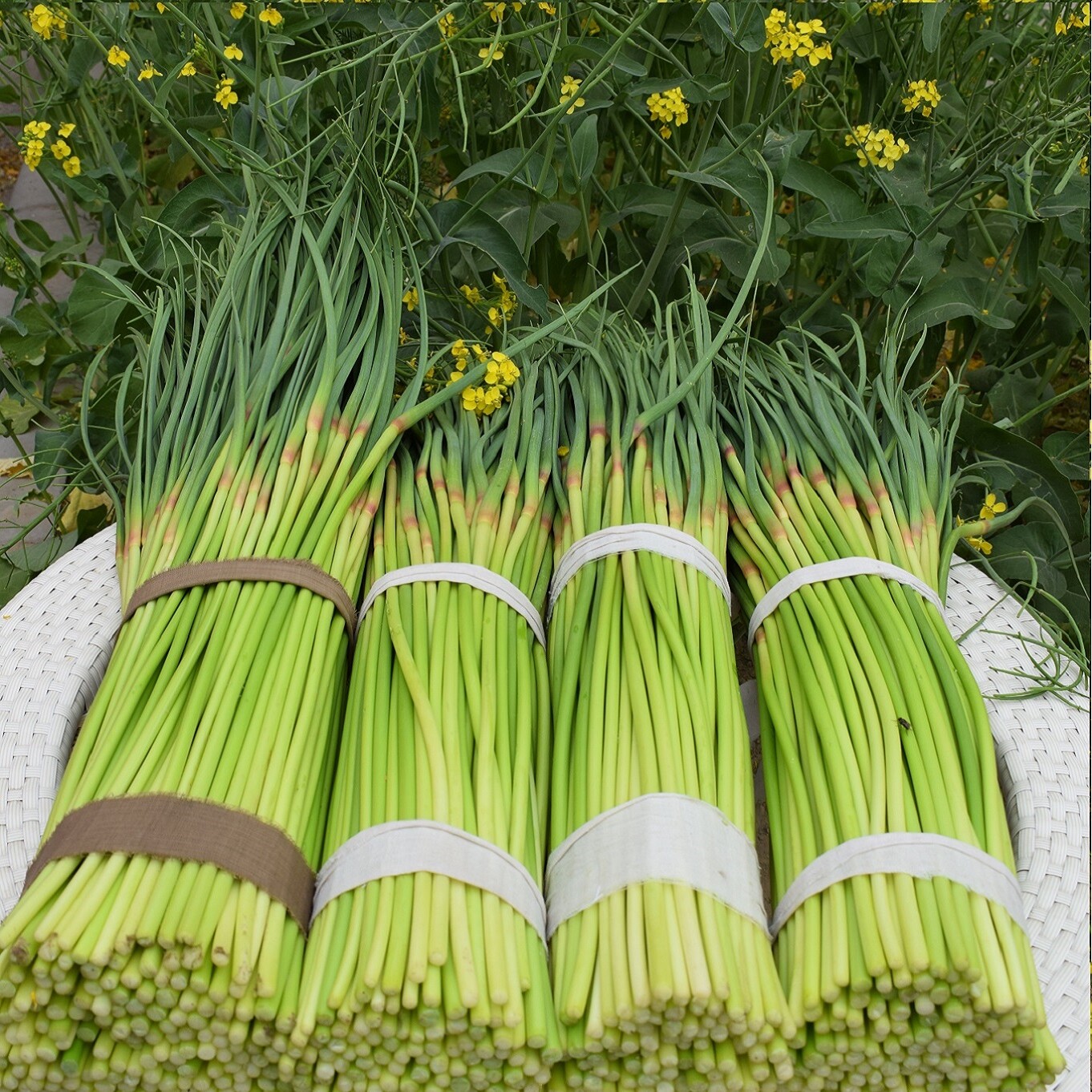 新鲜蒜苔蒜苗蔬菜农家特产5斤青菜叶菜类