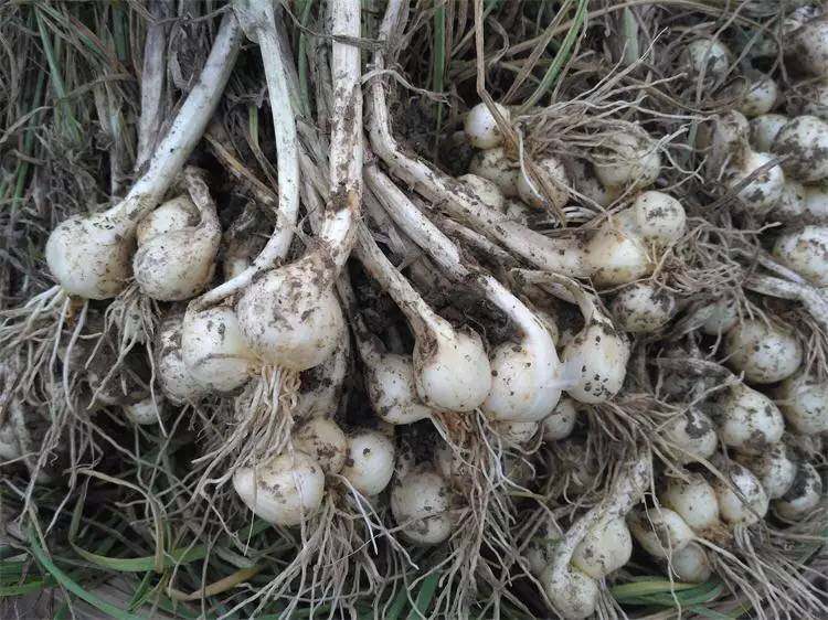 带箱2斤装 四川新鲜苦藠团葱小根葱 苦茭小洋葱小蒜藠头薤白