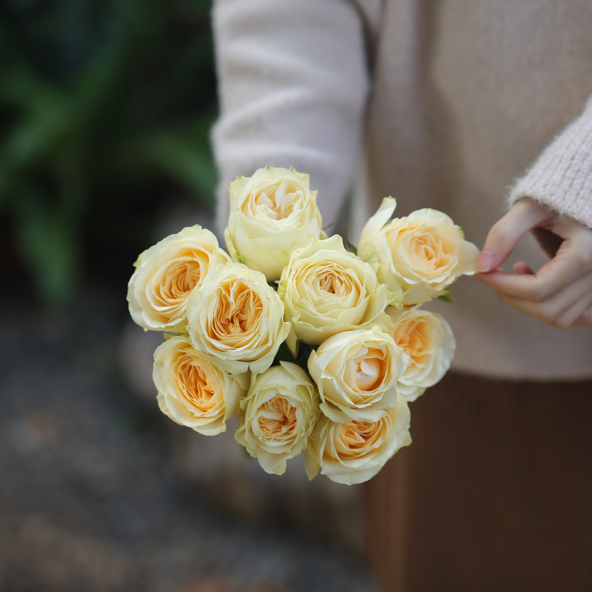 乐作flora|稀有品种 暖玉 玫瑰 奥斯汀花型10枝 空运包邮 非现货