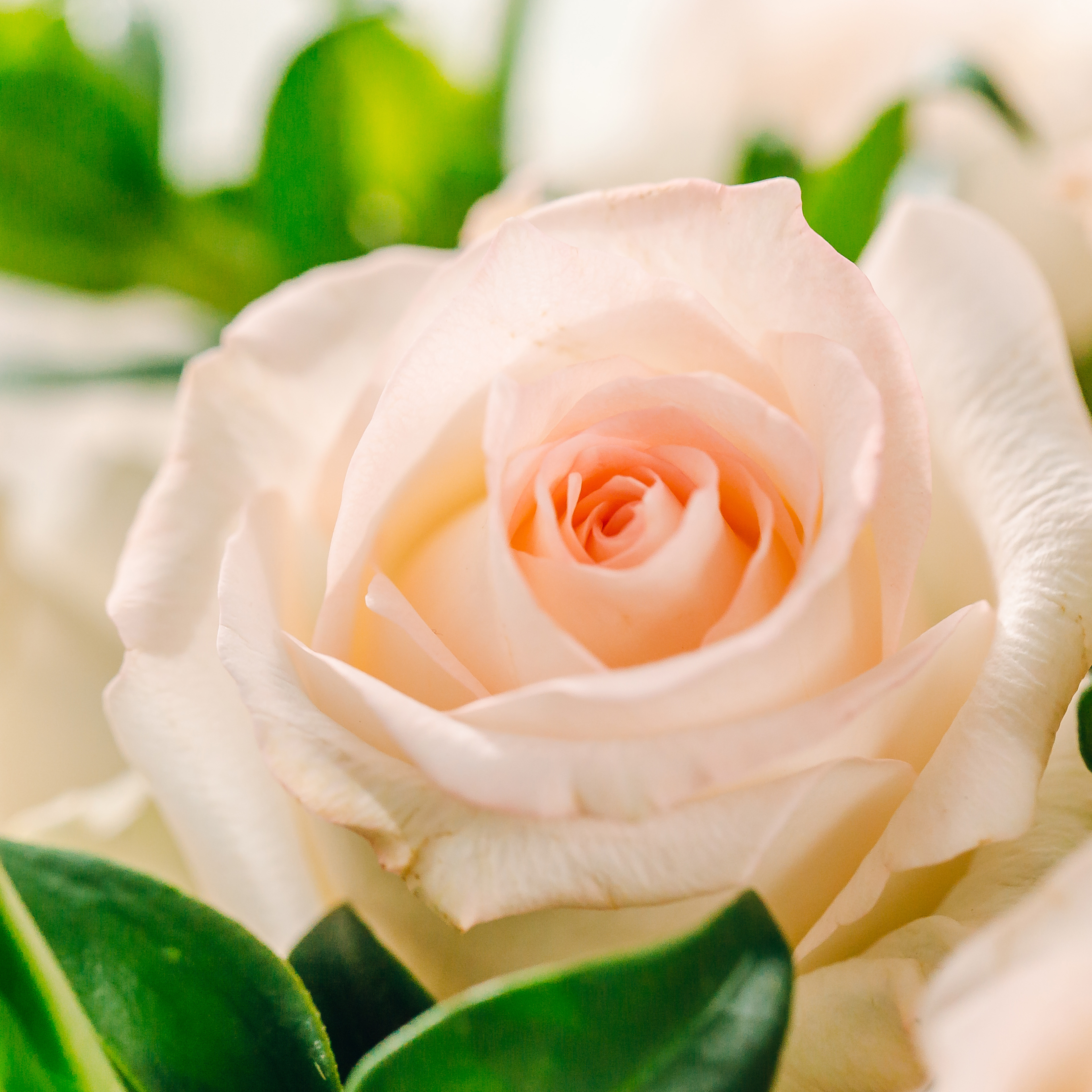 乐作flora|a级小白兔玫瑰 淡粉边 清新甜美 18枝 空运包邮