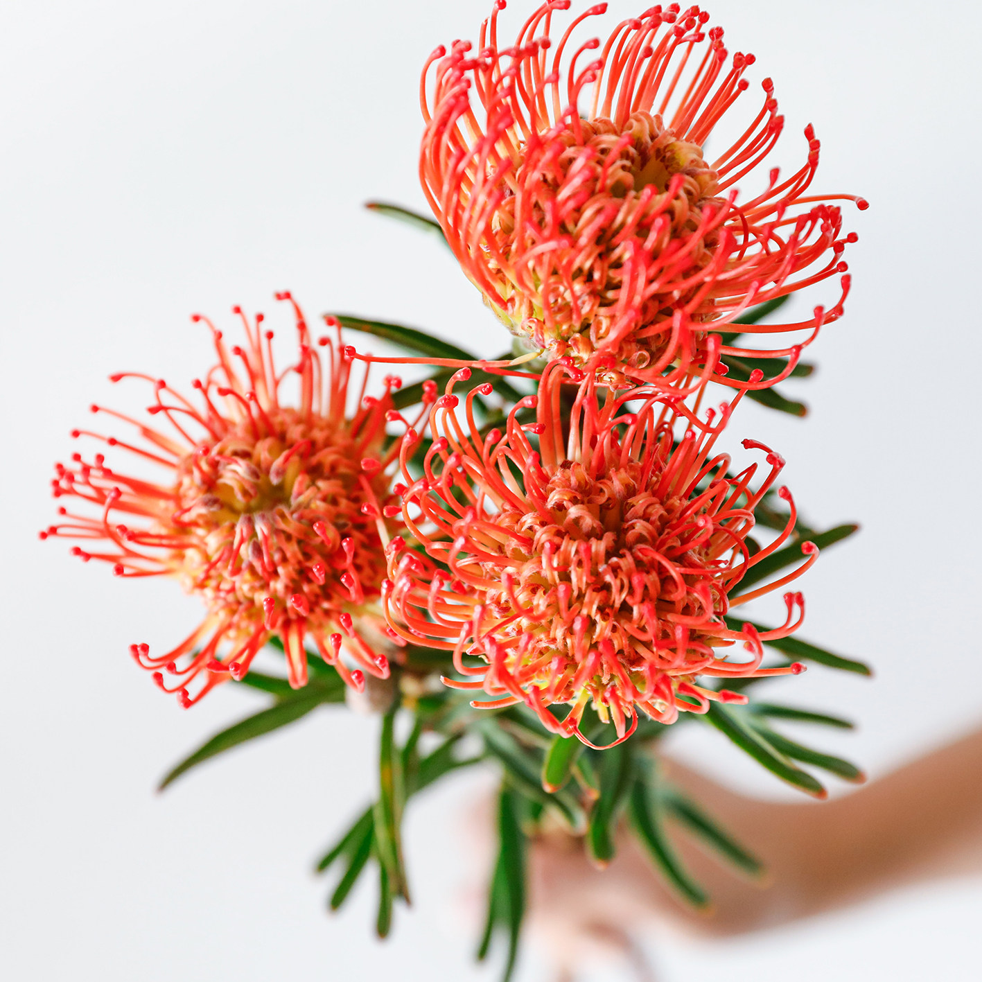 乐作flora鲜花云南直发南非进口花材可做干花鲜花速递同城