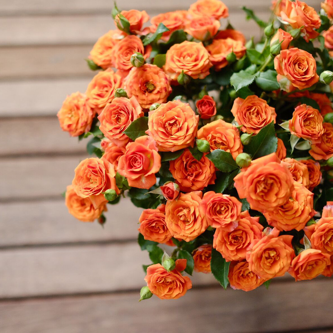 乐作玫瑰空运顺丰10枝1束多头flora芭比橙色鲜花速递同城